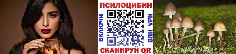 купить наркоту  Кировск  Галлюциногенные грибы Psilocybe 